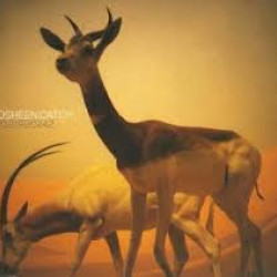 KOSHEEN CATCH CD SINGLE