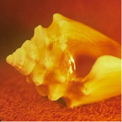 ALLAH LAS SIRENAS CD LIMITED 